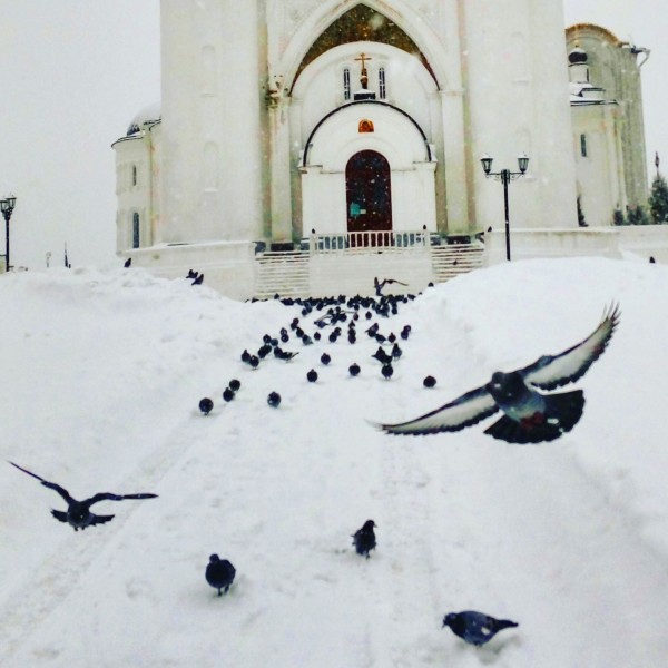 Elkényeztetett galambok a templom előtt
